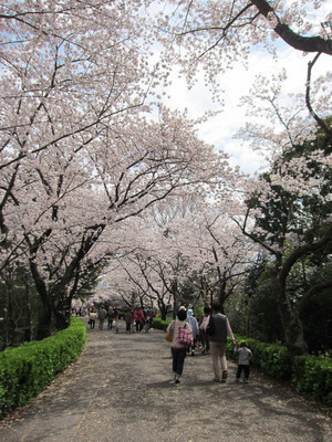 桜情報 公渕森林公園 白山神社編 田中 Fm香川 パーソナリティーズ ブログ